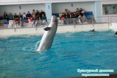 ухххх дельфинарий21103