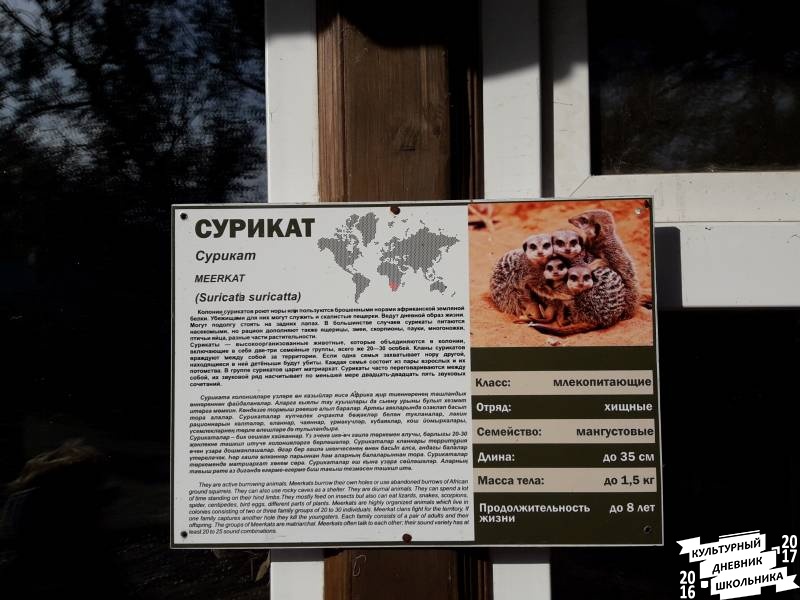 Сурикат. Зооботанический сад. Казань.78404
