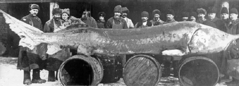 Гигантская белуга101527