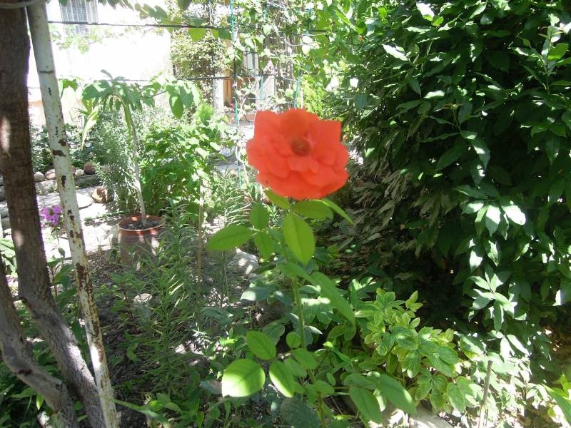 DSCN0543.JPG
