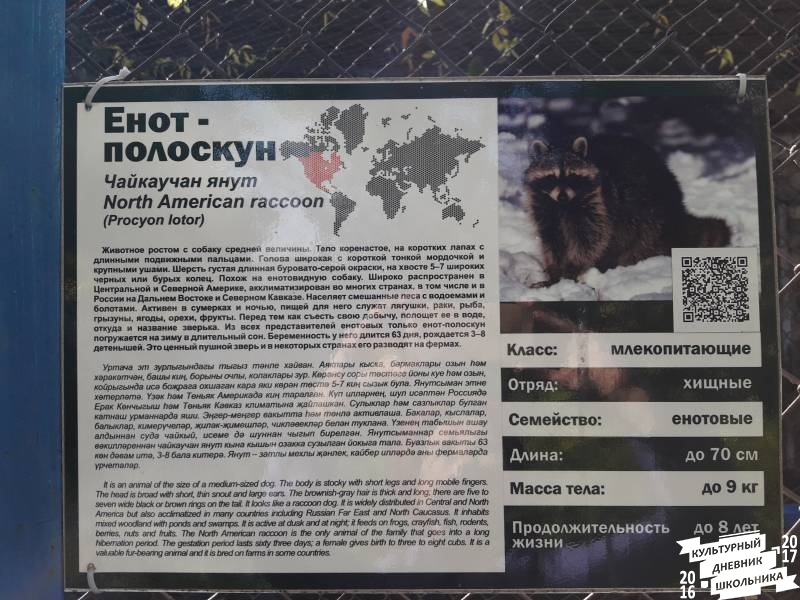 Енот -полоскун. Зооботанический сад.77146