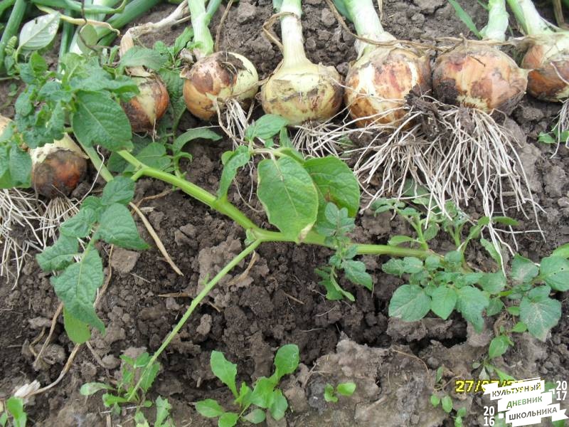 я и моя культурная команда собирает урожай76855