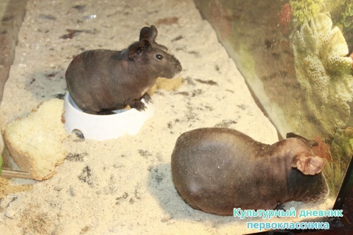 Мадагаскар выставка18100