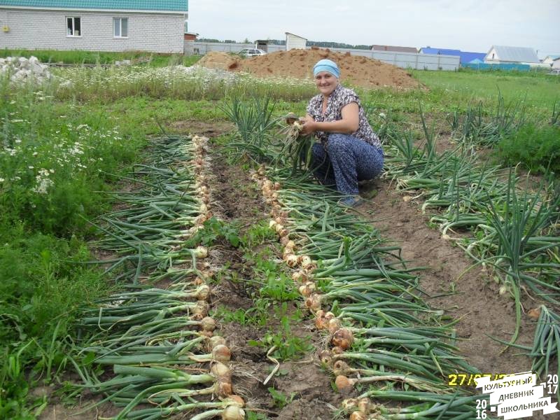 я и моя культурная команда собирает урожай76852