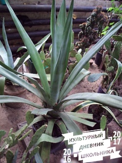 Оранжерейные растения. Зооботанический сад. Казань.78289
