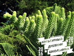 Оранжерейные растения. Зооботанический сад. Казань.78292