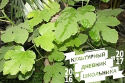Оранжерейные растения. Зооботанический сад. Казань.78298