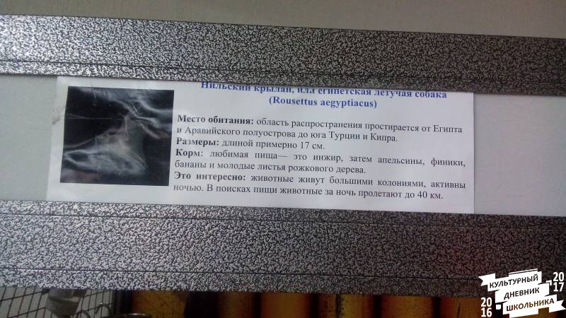Египетская летучая собака.84192