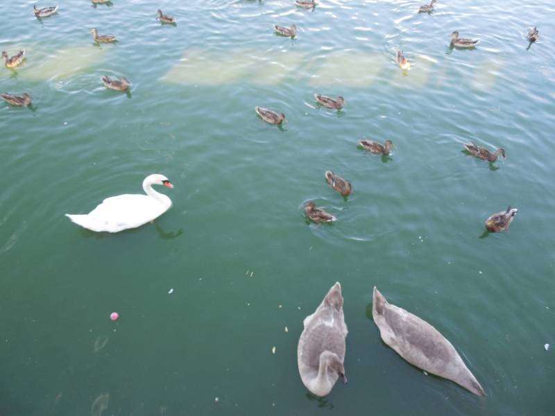 DSCN4597.JPG