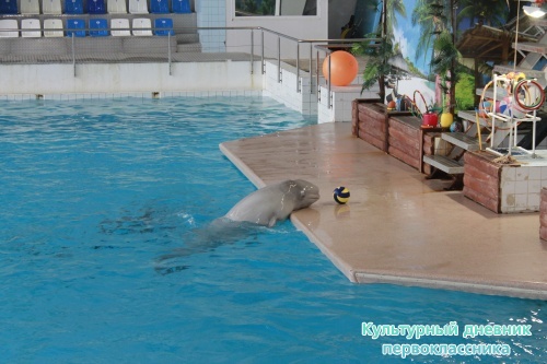 Дельфинарий17881