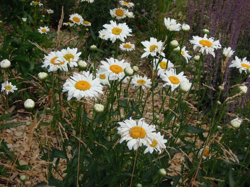 DSCN9762.JPG