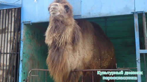 мое новогоднее посещение зоопарка18272