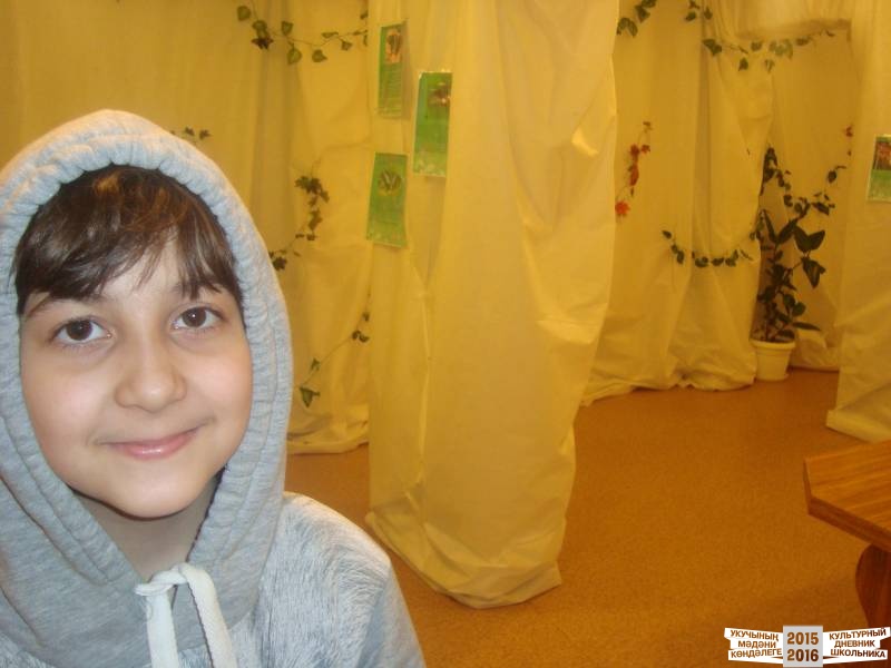 Живые тропические бабочки.49705