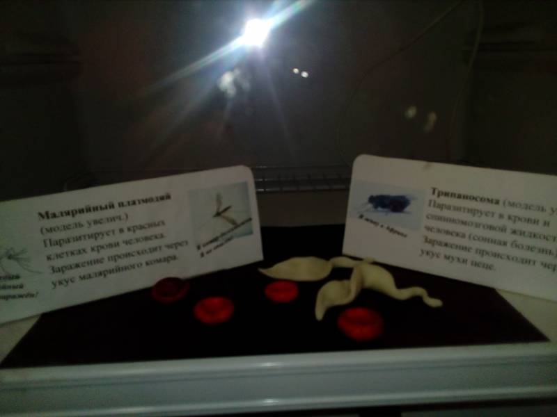 Биологический музей г. Москва 4