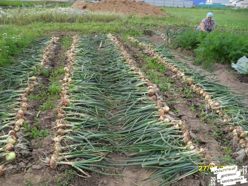 я и моя культурная команда собирает урожай76856