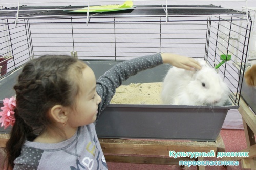 Выставка кроликов17906