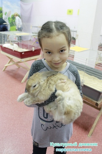 Выставка кроликов17913