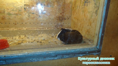 мое новогоднее посещение зоопарка18273