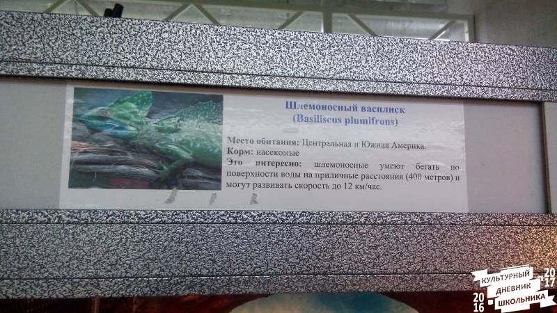 Шлемоносный василиск83890