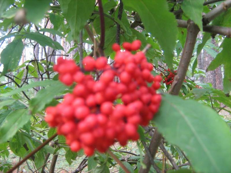 IMG_3704.JPG