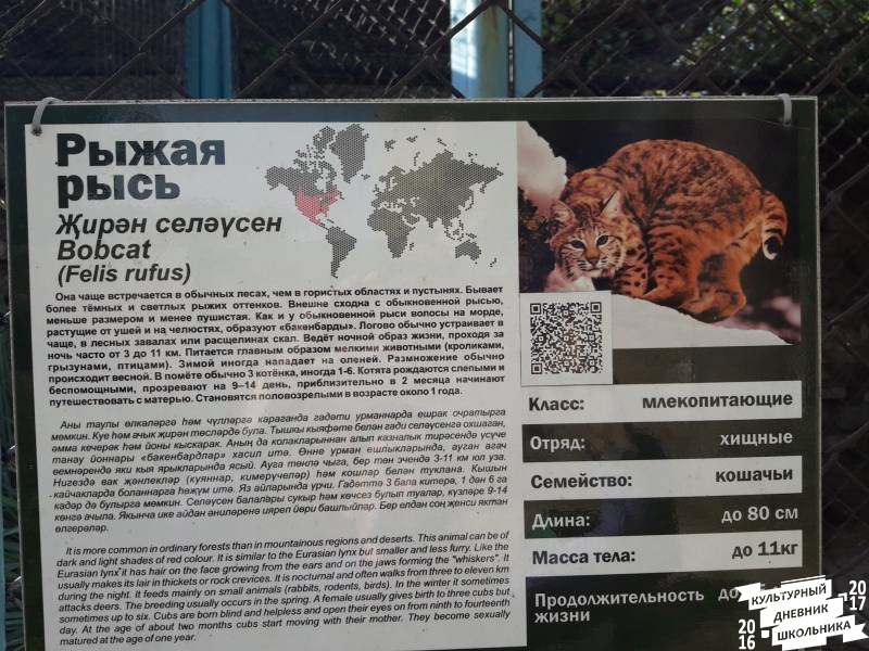 Рыжая рысь. Зооботанический сад. Казань.78067