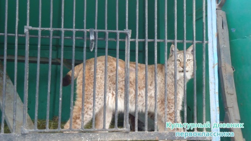 мое новогоднее посещение зоопарка18269