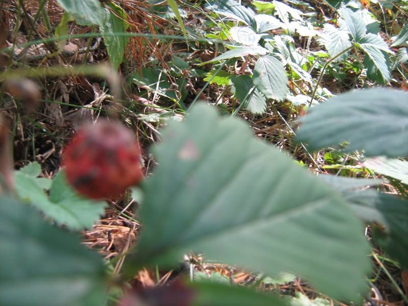 IMG_3710.JPG