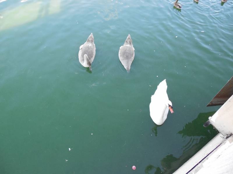 DSCN4585.JPG