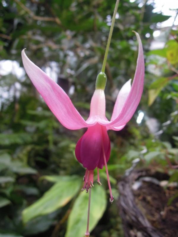 DSCN4809.JPG