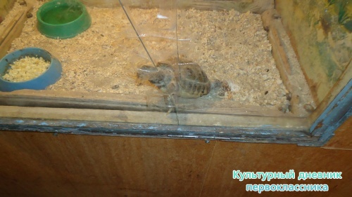 мое новогоднее посещение зоопарка18274