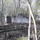 Пятнистый олень. Зооботанический сад. Казань.78141
