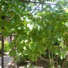 DSCN0583.JPG