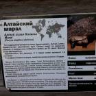 Зооботанический сад. Алтайский марал77104