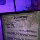 Мир динозавров. ТРЦ Италмас.63525