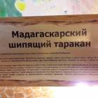 КК№46.Парк тропических бабочек.62352