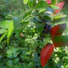 DSCN1606.JPG