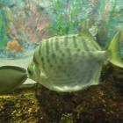 DSCN9933.JPG