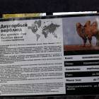 Зооботанический сад. Двугорбый верблюд.77138