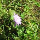 IMG_3707.JPG