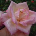 DSCN9896.JPG