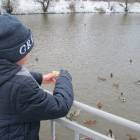 Кормление уток на Центральном водоеме.05.11.201789957