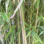 DSCN0539.JPG