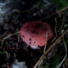 DSCN0371.JPG