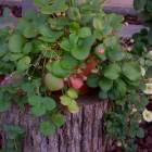 DSCN1035.JPG