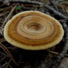 DSCN0591.JPG