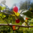 DSCN1616.JPG