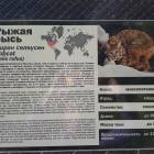 Рыжая рысь. Зооботанический сад. Казань.78084