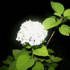 DSCN0566.JPG