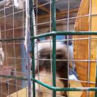 Контактный зоопарк. Казань.75607