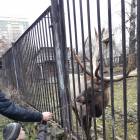 День матери. Зооботанический сад. Казань107441